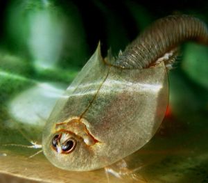 800px-Triops_longicaudatus2